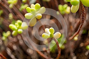 Closeup of a flowering succulent plant with green leaves and brown stems