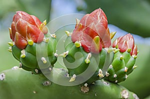 Closeup Of Flowering Tunas