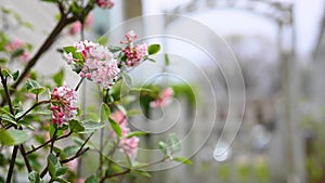 Closeup of flowering viburnum shrub in springtime