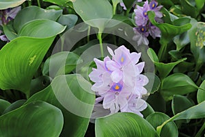 Closeup of Flowering Water Hyacinth (Eichhornia crassipes).