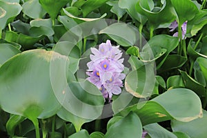 Closeup of Flowering Water Hyacinth (Eichhornia crassipes).