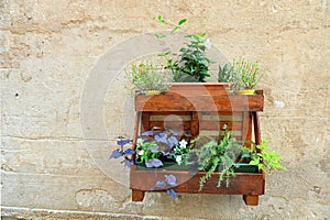 Closeup of flowers and aromatic plants arranged on a rustic wooden shelf hung on a wall