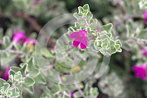Closeup of flowers on a Blossom Purple Sage, Texas Ranger, Silverleaf or Ash plant  Leucophyllum frutescens, an evergreen shrub