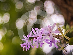 Closeup of flowers on a Blossom Purple Sage, Texas Ranger, Silverleaf or Ash plant  Leucophyllum frutescens, an evergreen shrub