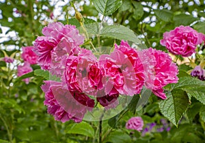 Closeup flowers of bright pink Rose `Pink Grootendorst`.