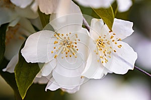 Closeup flowers cherry. Floral spring abstract background