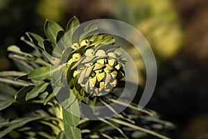 Closeup of flowers of Euphorbia characias subsp. wulfenii in a garden in Spring against a dark background photo