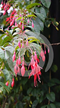 Closeup of flowers of Fuchsia magellanica also known as Hummingbird Fuchsia, Dollar Princess etc