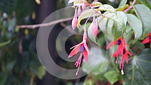 Closeup of flowers of Fuchsia magellanica also known as Hummingbird Fuchsia, Dollar Princess etc