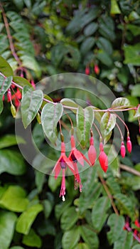 Closeup of flowers of Fuchsia magellanica also known as Hummingbird Fuchsia, Dollar Princess etc