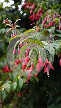 Closeup of flowers of Fuchsia magellanica also known as Hummingbird Fuchsia, Dollar Princess etc