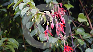 Closeup of flowers of Fuchsia magellanica also known as Hummingbird Fuchsia, Dollar Princess etc