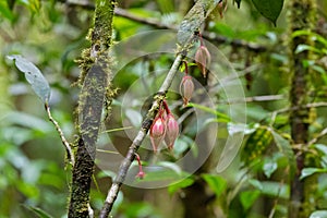 Closeup flowers of Goniothalamus roseus at Mt. Kinabalu national