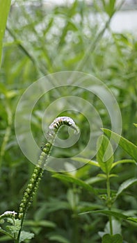 Closeup of flowers of Heliotropium indicum also known as Turnsole, Indian heliotrope, India heliotpe