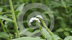 Closeup of flowers of Heliotropium indicum also known as Turnsole, Indian heliotrope, India heliotrope, eye bright, indian