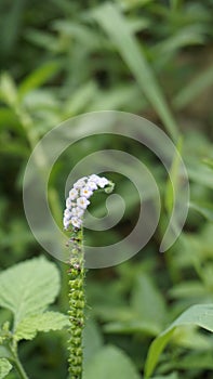 Closeup of flowers of Heliotropium indicum also known as Turnsole, Indian heliotrope, India heliotrope, eye bright, indian