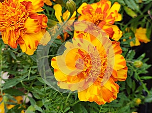 Flowers and leaves of the yellow orange tagete Marigold or yellow carnation flower. photo
