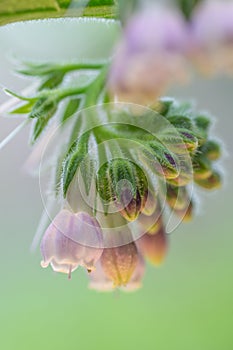 Closeup of the flowers of the medicinal herb comfrey