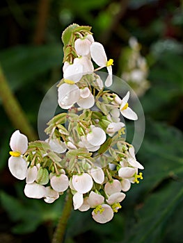 Flores de nunca planta  oración planta 