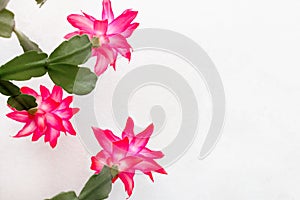 Closeup of flowers pink in sunny day with beautiful light, soft focus, copy space photo