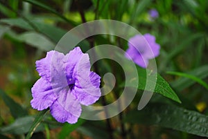 Closeup flowers of Ruellia simplex, Mexican petunia