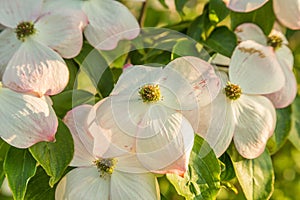 Closeup flowers of Cornus kousa variety Stellar Pink photo