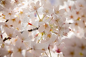 Closeup from flowers in a spring time flower tree