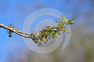 Closeup of flowers and young leaves of the ash tree - Fraxinus - on blue blurry background in spring