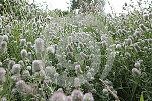 Closeup on a fluffy aggregation of rabbit or hare's-foot clover, Trifolium arvens in the field