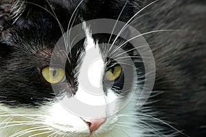 Closeup of fluffy black-and-white cat curiously watching something