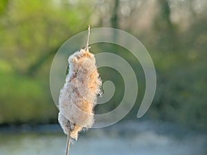 Closeup of a fluffy cattail reed flower