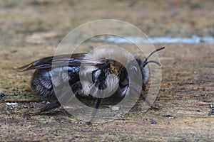 Closeup on a fluffy female Grey-backed mining bee, Andrena vaga carrying a Stylops melittae parasite