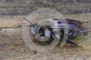Closeup on a fluffy female Grey-backed mining bee, Andrena vaga carrying a Stylops melittae parasite