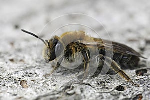 Closeup on a fluffy female Mellow miner mining bee, Andrena mitis sitting on wood