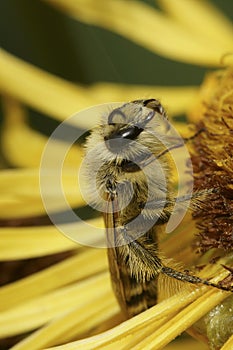 Closeup on a fluffy female Pantaloon bee, Dasypoda hirtipes, sitting on a yellow flower