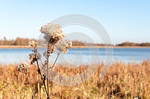 Closeup of fluffy Goldenrod seedheads