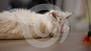 Closeup fluffy kitten roll over hunting toy on thread in slow motion. Close-up adorable purebred domestic cat having fun