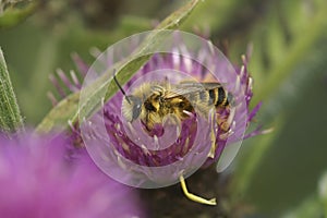 Closeup on a fluffy male Pantaloon bee, Dasypoda hirtipes, sitting on a purple knapweed flower