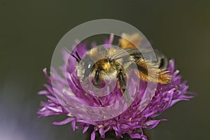 Closeup on a fluffy female Pantaloon bee, Dasypoda hirtipes, sitting on a purple knapweed flower