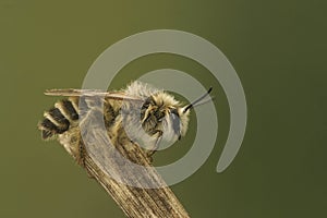 Closeup on a fluffy male Pantaloon bee, Dasypoda hirtipes, sitting on a twig