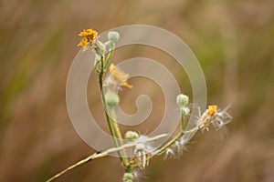 closeup of fluffy perennial sowthistle with blurred background
