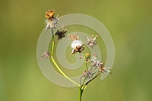 Closeup of fluffy perennial sowthistle with green blurred background