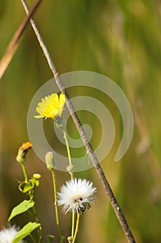 Closeup of fluffy perennial sowthistle seed and flower with selective focus on foreground