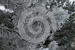 Closeup of a fluffy pine branch in the background of snow covered coniferous trees in winter in Lithuania