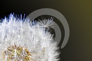 Closeup of fluffy seeds on common dandelion flower head on dark background. Taraxacum officinale