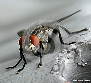 Closeup of a Fly