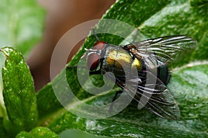 Closeup fly