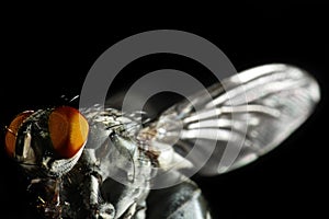 Closeup of a fly