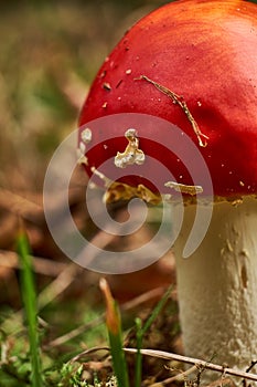 Closeup of a fly agaric Amanita Muscaria in early development missing the white dots shot in autumn.