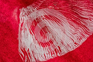 Closeup of Amanita muscaria spore prints photo